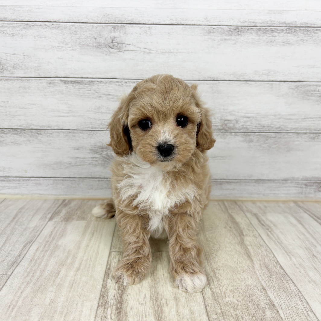 兵庫県のマルプー(マルチーズ×プードル) (犬の家＆猫の里川西店/2026年1月10日生まれ/女の子/アプリコットホワイト)の子犬