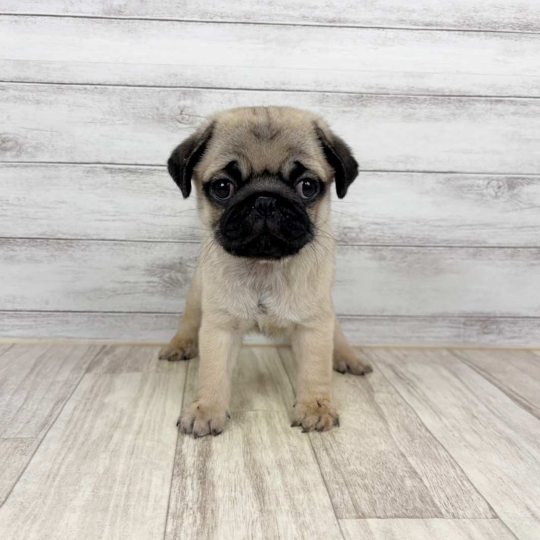 2026年1月10日生まれのパグ