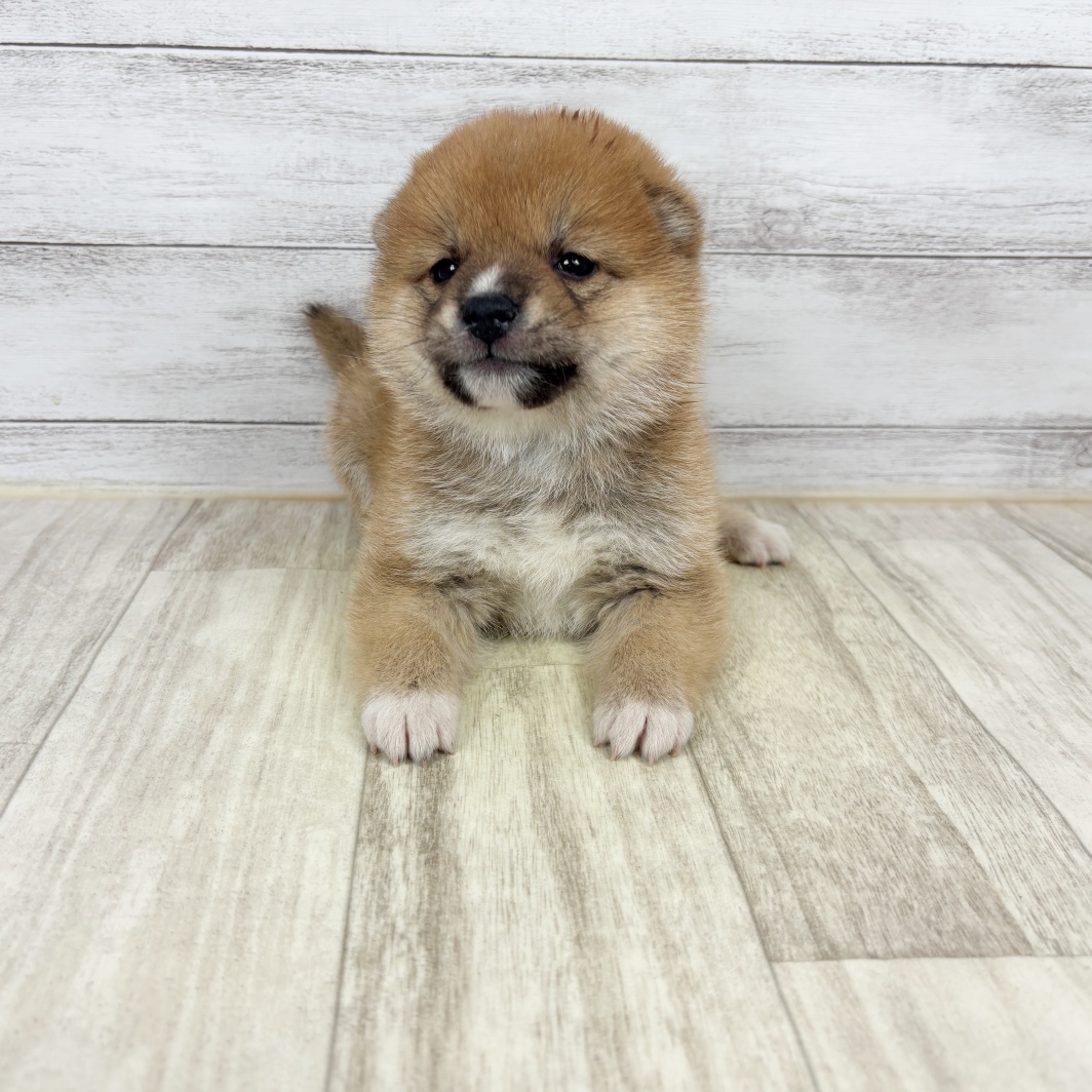 2026年1月8日生まれのポメ柴/豆ポメ/ポメ豆柴(ポメラニアン×柴犬)