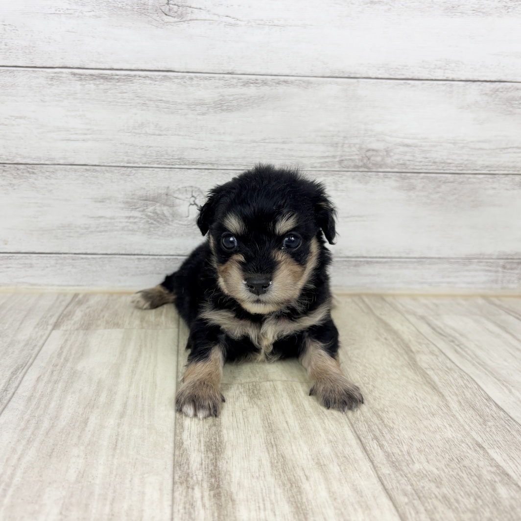 2026年1月10日生まれのチワックス(チワワ×ダックス)