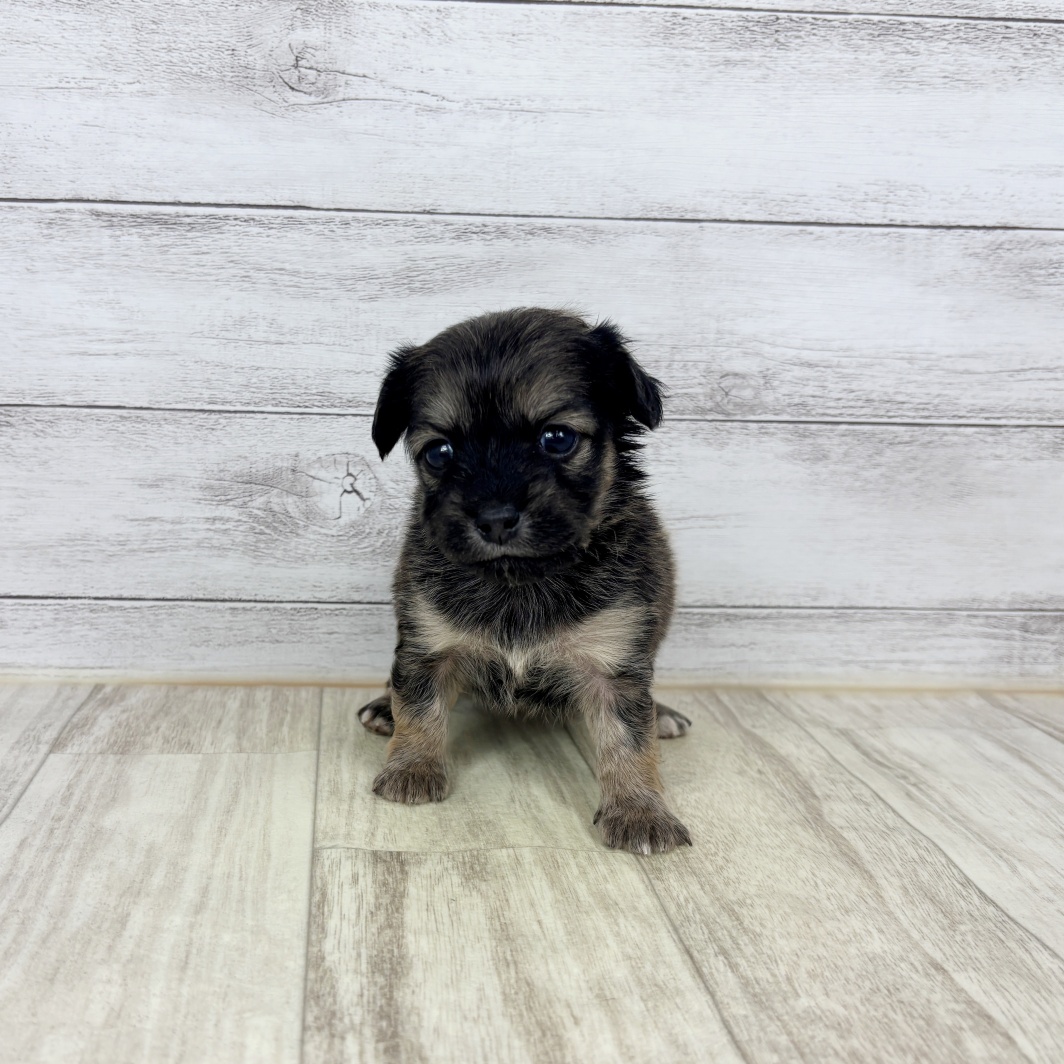 兵庫県のチワックス(チワワ×ダックス) (犬の家＆猫の里川西店/2026年1月10日生まれ/女の子/レッド)の子犬