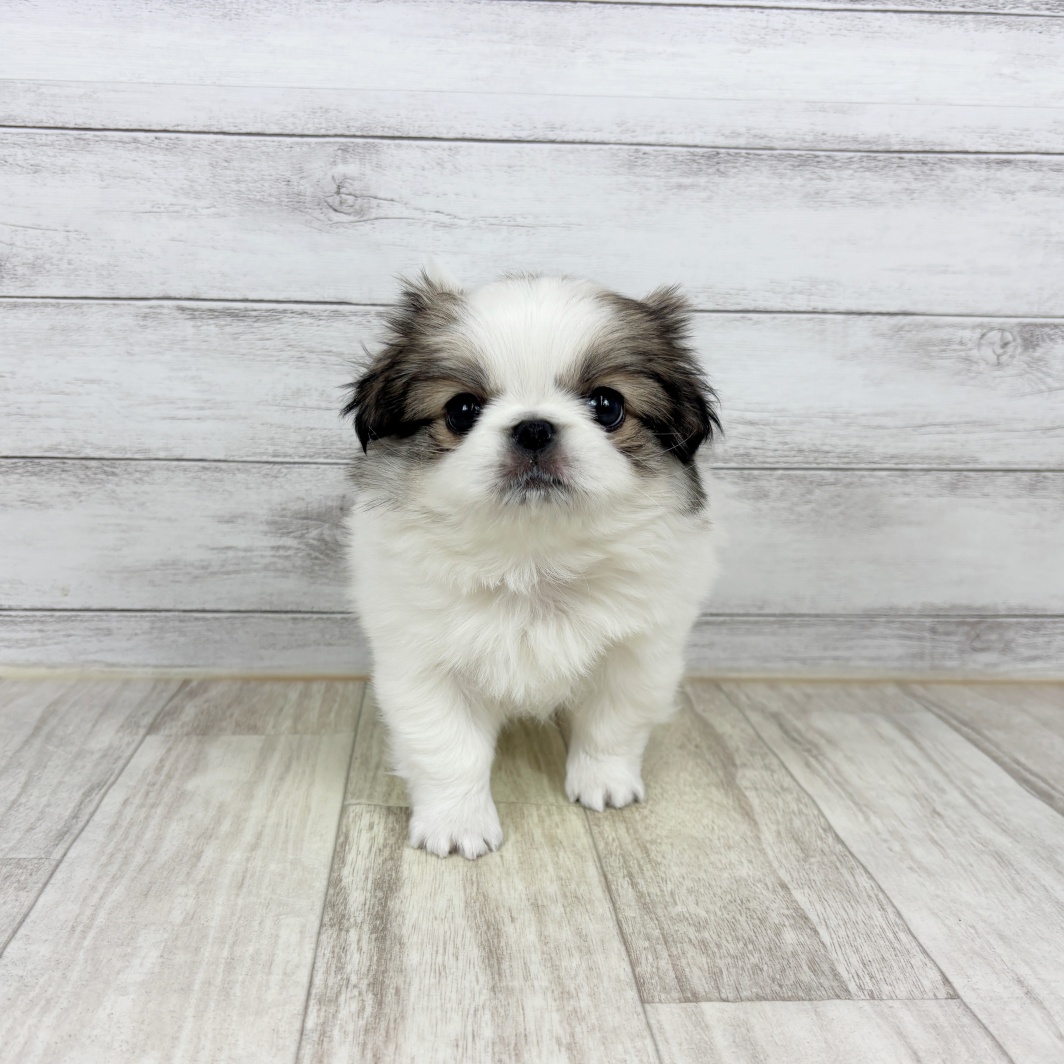 岡山県のチワペキ/ペキチー/ペキチワ(チワワ×ペキニーズ) (犬の家＆猫の里倉敷店/2026年1月11日生まれ/男の子/パーティーカラー)の子犬