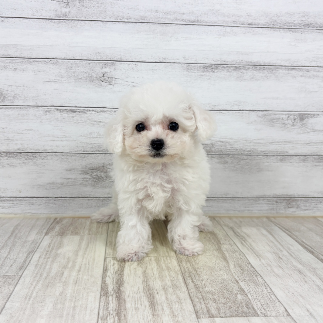 兵庫県のビションフリーゼ (犬の家＆猫の里川西店/2026年1月11日生まれ/男の子/ホワイト)の子犬