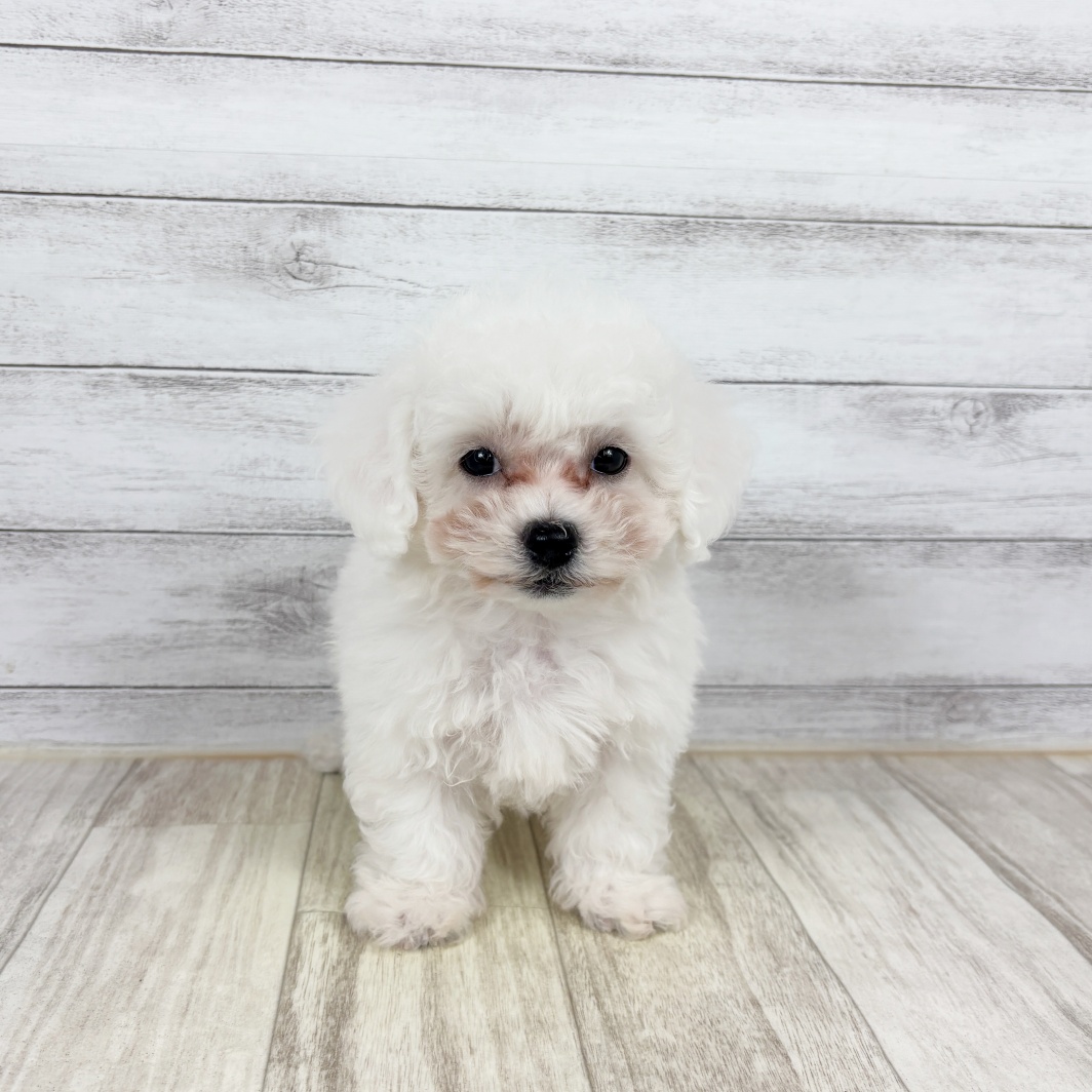 兵庫県のビションフリーゼ (犬の家＆猫の里川西店/2026年1月11日生まれ/男の子/ホワイト)の子犬