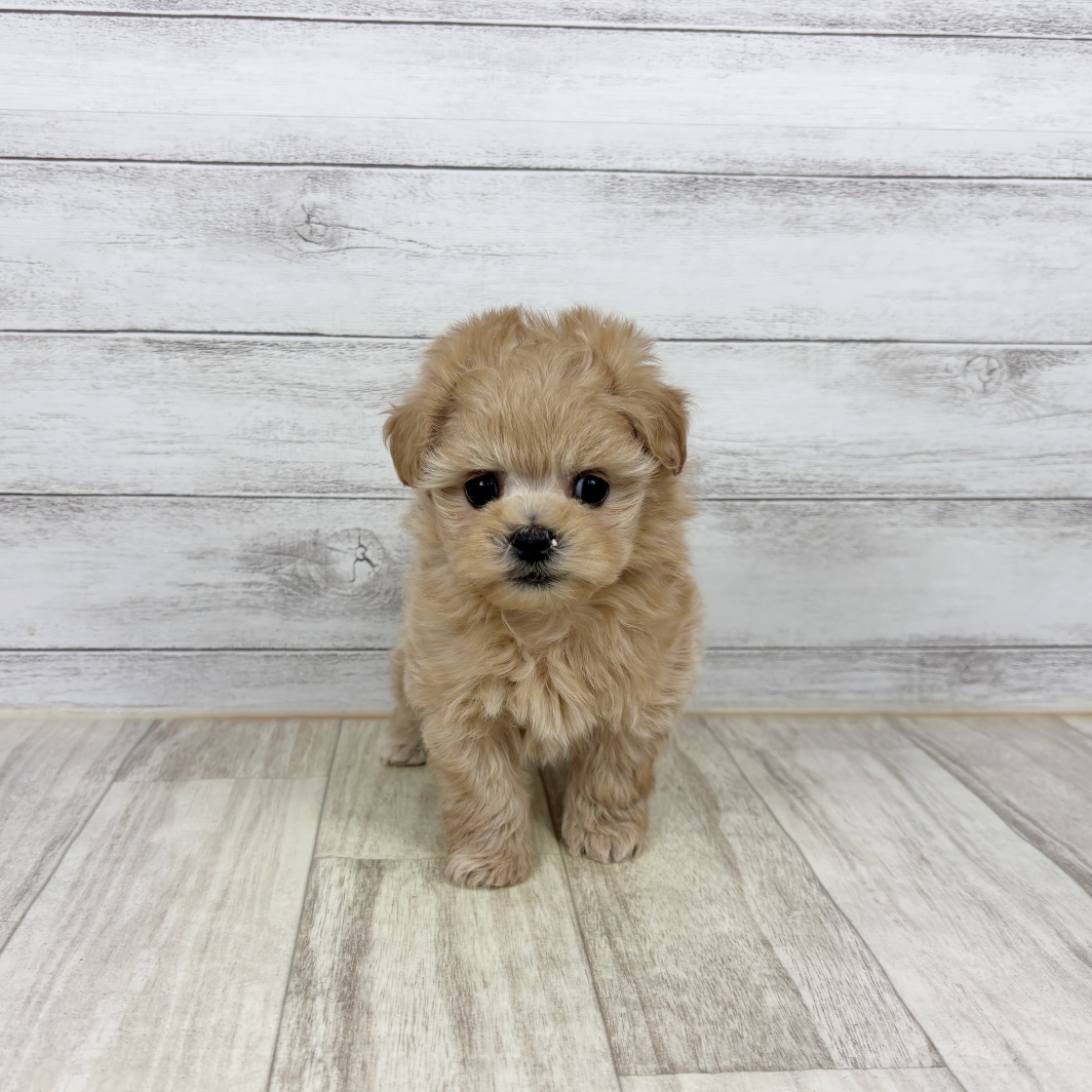 兵庫県のマルプー(マルチーズ×プードル) (犬の家＆猫の里川西店/2026年1月8日生まれ/女の子/アプリコット)の子犬