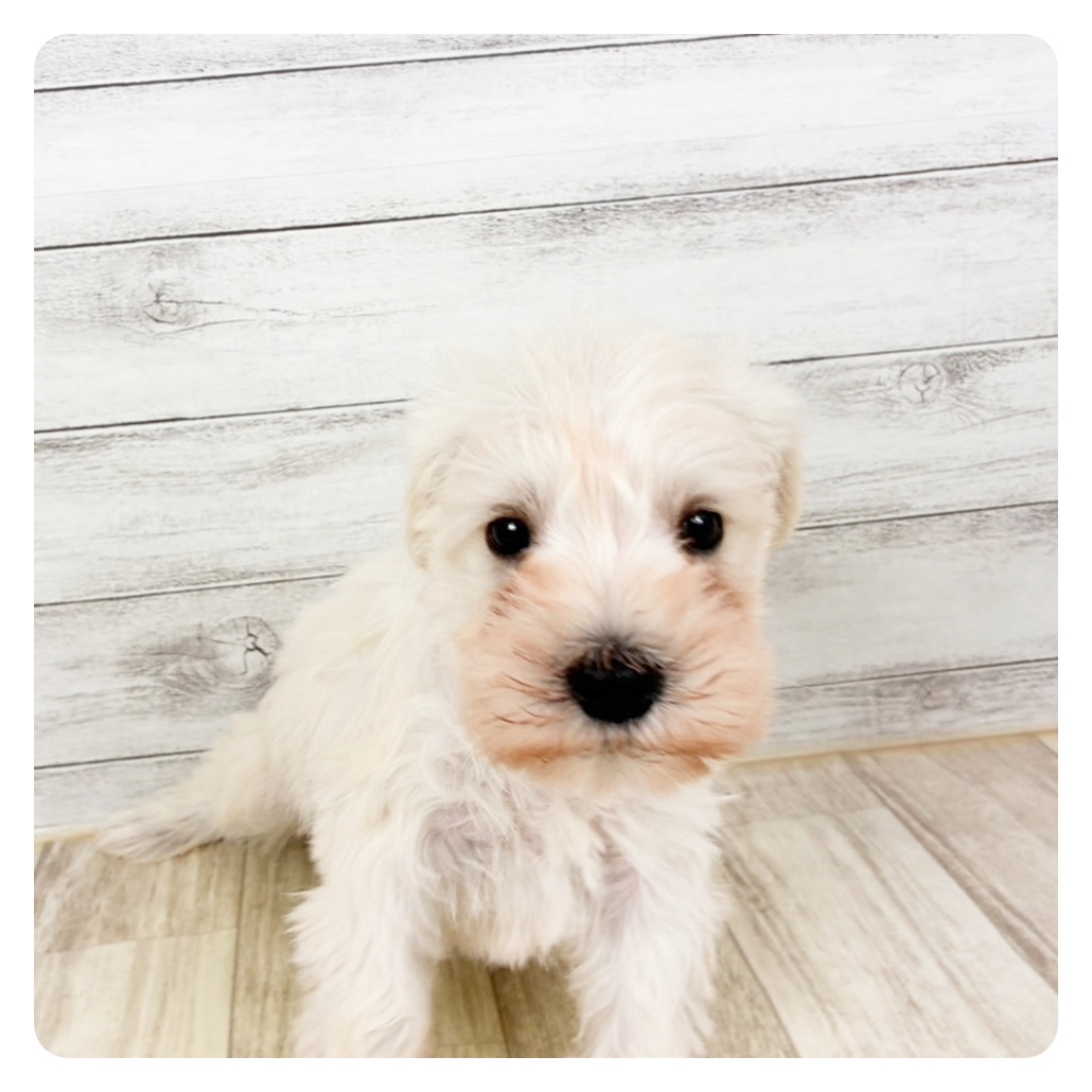 愛知県のミニチュアシュナウザー (犬の家＆猫の里春日井本店/2026年1月9日生まれ/男の子/ホワイト)の子犬