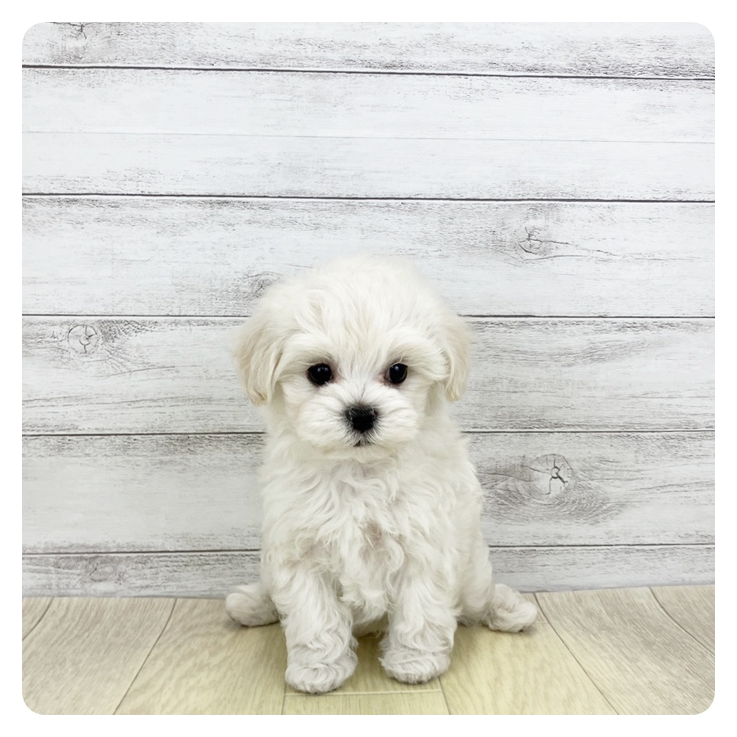 ハーフ犬男の子の写真