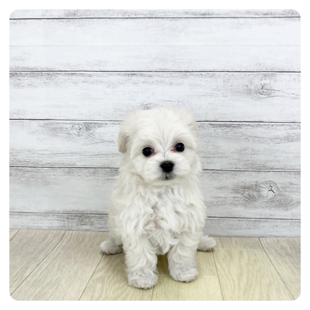 兵庫県のマルプー(マルチーズ×プードル) (犬の家＆猫の里ニッケパークタウン加古川店/2026年1月12日生まれ/女の子/クリームホワイト)の子犬