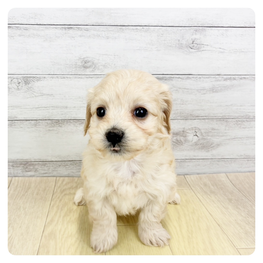 ハーフ犬女の子の写真