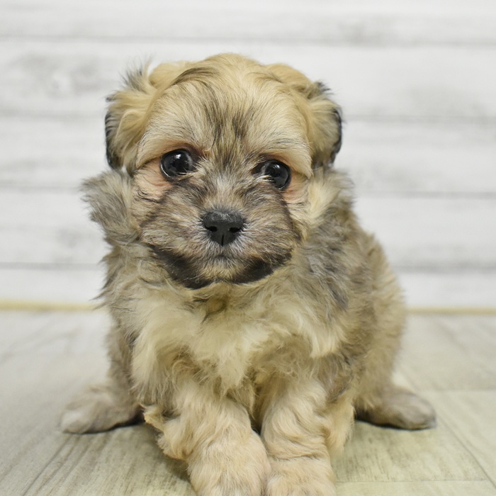 2026年1月11日生まれのペキプー(ペキニーズ×プードル)