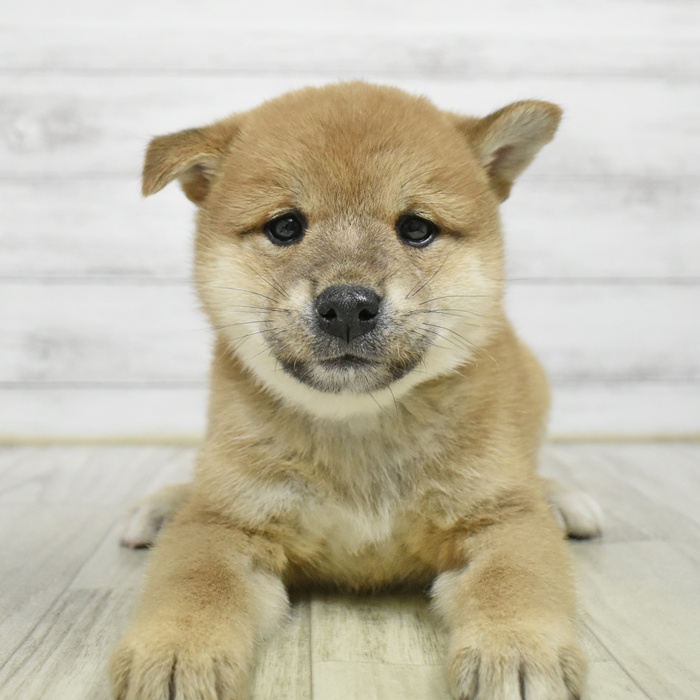 2026年1月13日生まれの柴犬(標準サイズ)