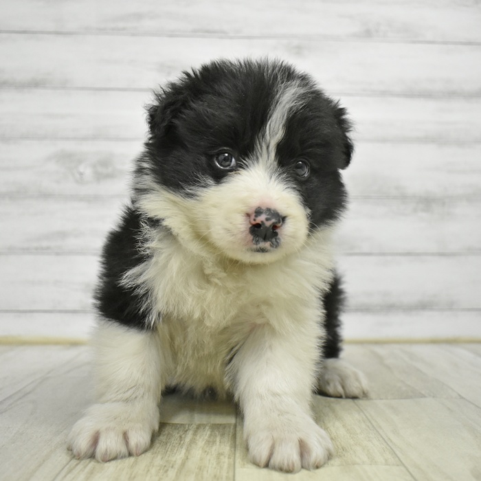 2026年1月10日生まれのボーダーコリー