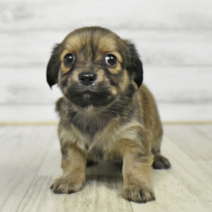 静岡県のチワックス(チワワ×ダックス) (犬の家＆猫の里プレ葉ウォーク浜北店/2026年1月12日生まれ/女の子/レッド)の子犬
