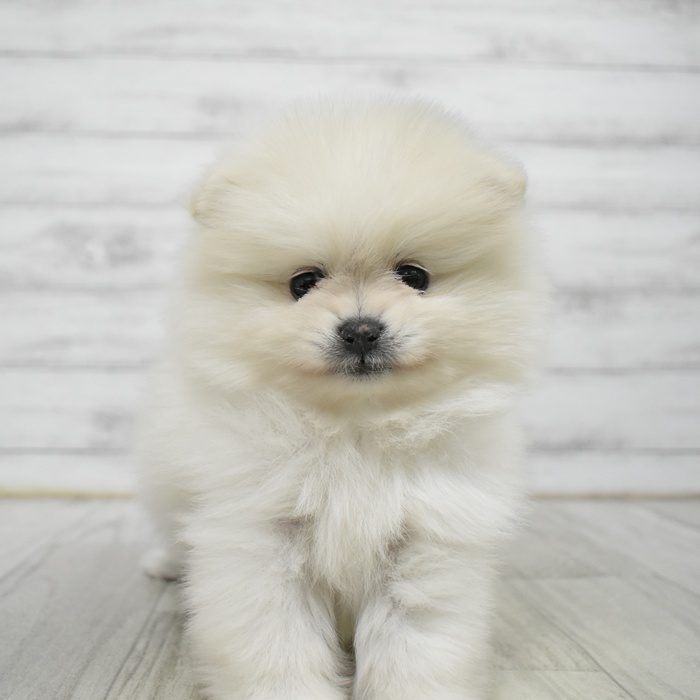 東京都のポメラニアン (犬の家＆猫の里ペットフォレスト小平店/2026年1月12日生まれ/男の子/ホワイト)の子犬