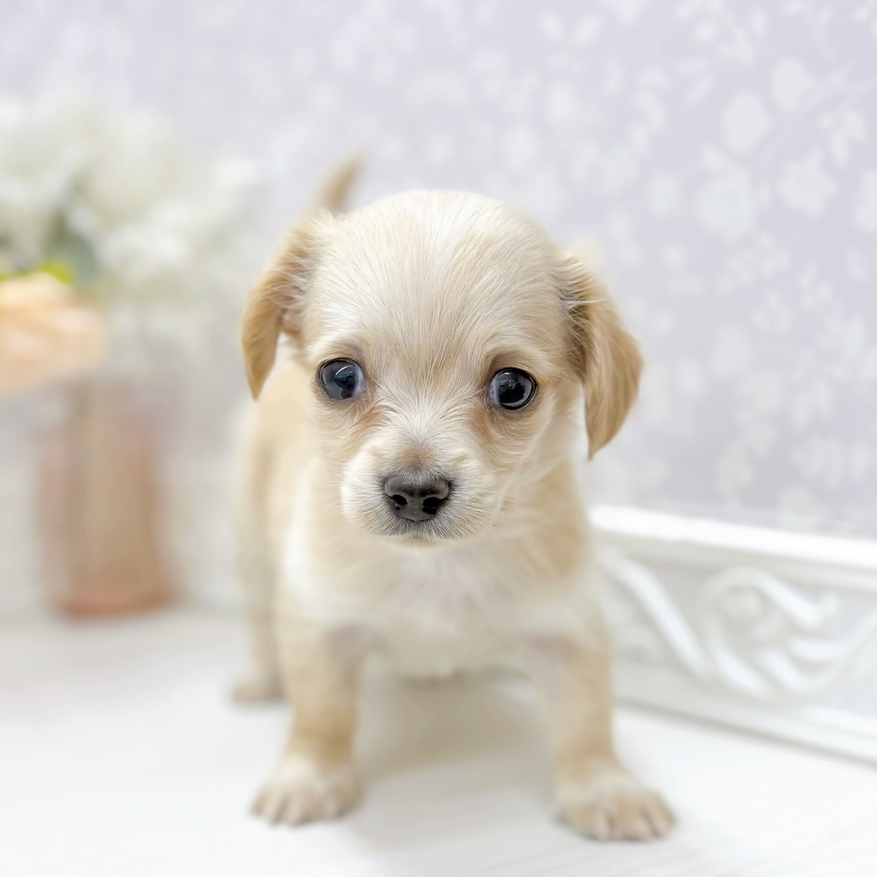 富山県のチワックス(チワワ×ダックス) (犬の家＆猫の里アミーゴ山室店/2026年1月13日生まれ/男の子/イエロー)の子犬