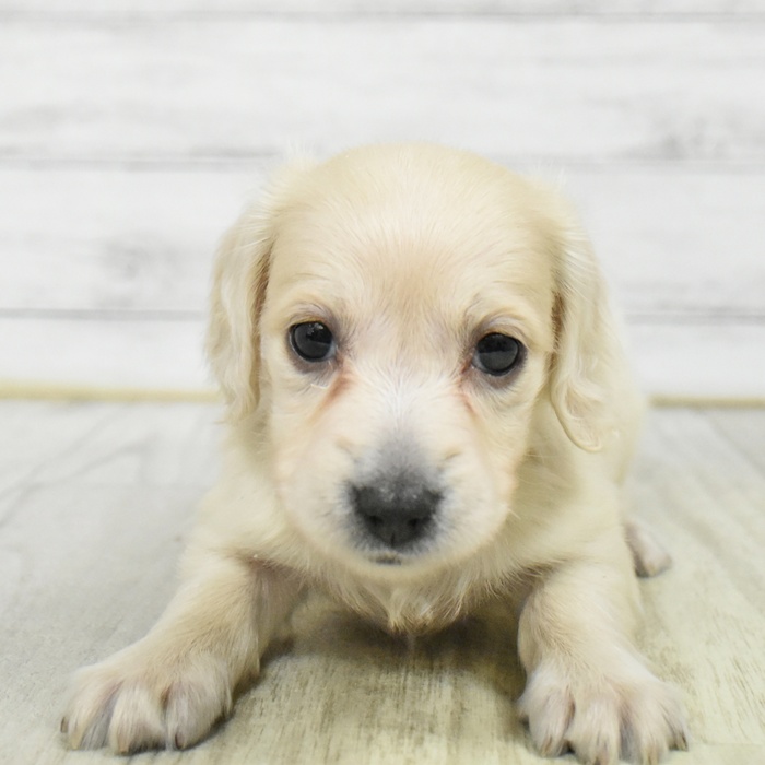 長野県のミニチュアダックスフンド(ロング) (犬の家＆猫の里長野店/2026年1月11日生まれ/女の子/イエロー)の子犬