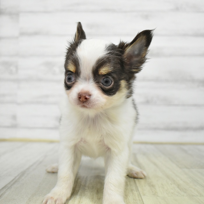 千葉県のチワワ(ロング) (犬の家＆猫の里ワンズモール稲毛店/2026年1月13日生まれ/男の子/ホワイトチョコレートタン)の子犬