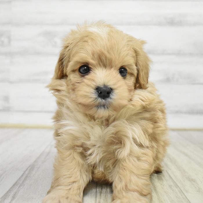 ハーフ犬男の子の写真