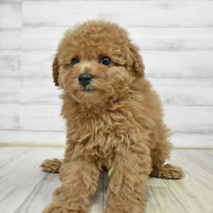 長野県のトイプードル(トイ) (犬の家＆猫の里塩尻店/2026年1月10日生まれ/女の子/アプリコット)の子犬