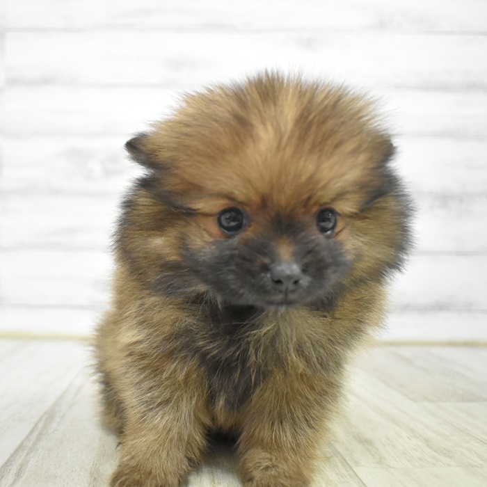 千葉県のポメラニアン (犬の家＆猫の里BIGHOPガーデンモール印西店/2026年1月11日生まれ/女の子/オレンジ)の子犬