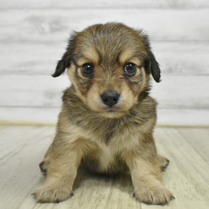 長野県のチワックス(チワワ×ダックス) (犬の家＆猫の里塩尻店/2026年1月12日生まれ/男の子/レッド)の子犬