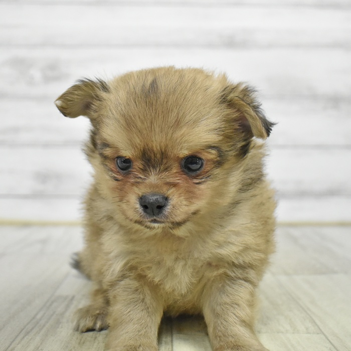 ハーフ犬男の子の写真