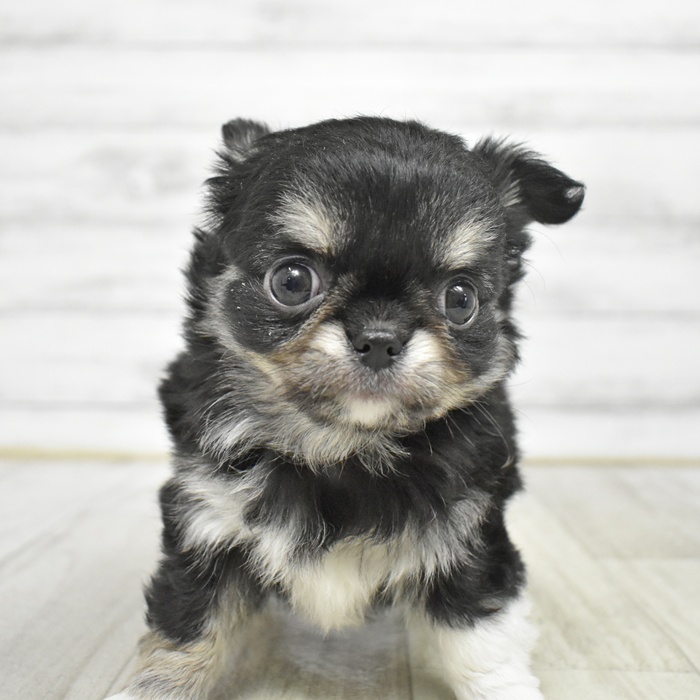 福岡県のチワワ(ロング) (犬の家＆猫の里くりえいと宗像店/2026年1月12日生まれ/女の子/ホワイトブラックタン)の子犬