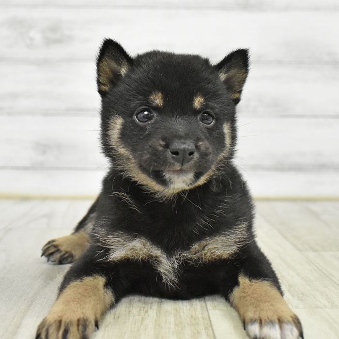 神奈川県の豆柴 (犬の家＆猫の里小田原店/2026年1月13日生まれ/女の子/黒)の子犬