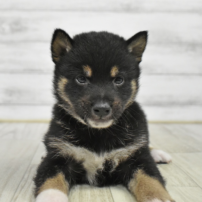 愛知県の豆柴 (犬の家＆猫の里岡崎店/2026年1月13日生まれ/男の子/黒)の子犬