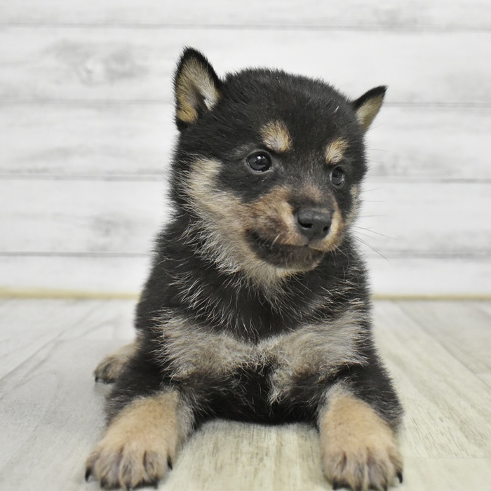 東京都の豆柴 (犬の家＆猫の里ペットフォレスト小平店/2026年1月13日生まれ/男の子/黒)の子犬