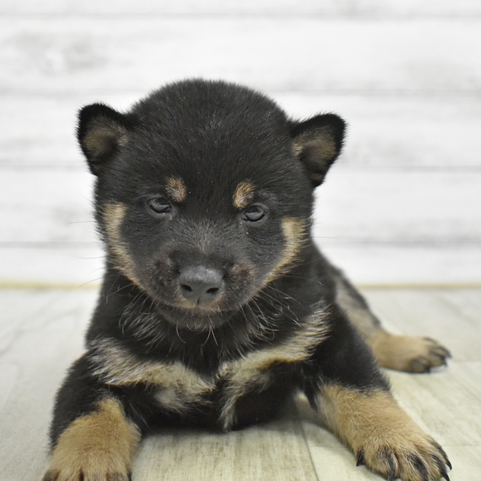 愛知県の豆柴 (犬の家＆猫の里春日井本店/2026年1月13日生まれ/男の子/黒)の子犬