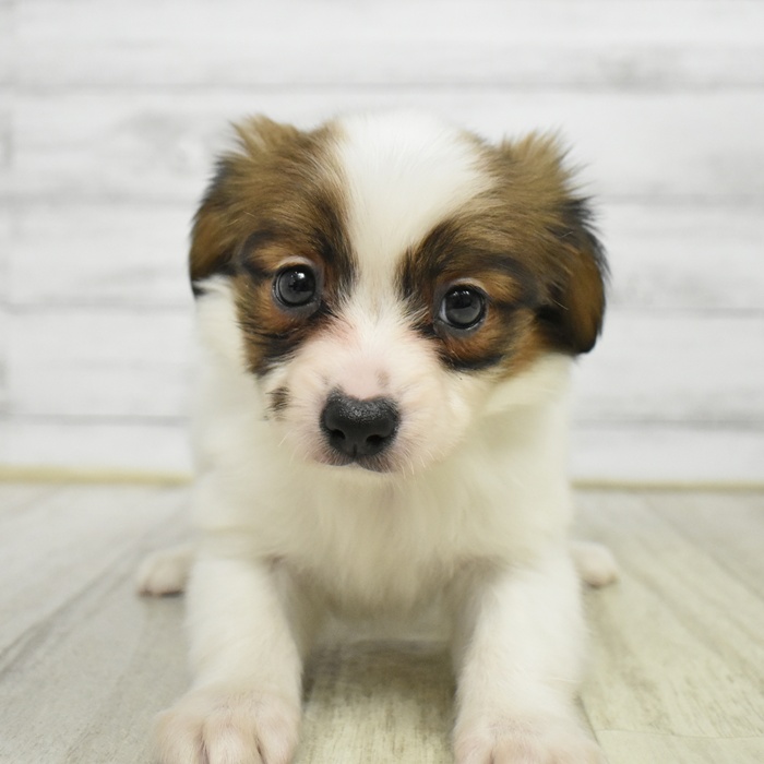 愛知県のパピヨン (犬の家＆猫の里豊川インター店/2026年1月13日生まれ/女の子/ホワイトブラウン)の子犬