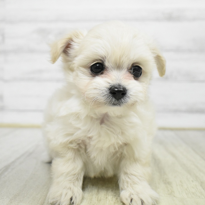 千葉県のチワプー/プーチー(チワワ×プードル) (犬の家＆猫の里BIGHOPガーデンモール印西店/2026年1月13日生まれ/男の子/クリーム)の子犬