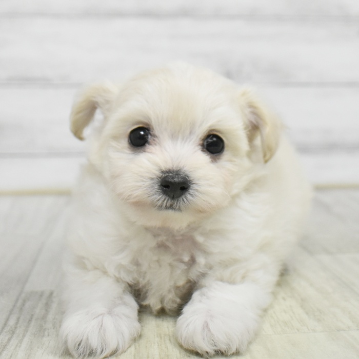 静岡県のチワプー/プーチー(チワワ×プードル) (犬の家＆猫の里プレ葉ウォーク浜北店/2026年1月13日生まれ/女の子/クリーム)の子犬