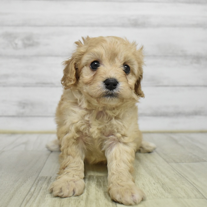 東京都のキャバプー(キャバリア×プードル) (犬の家＆猫の里ペットフォレスト小平店/2026年1月11日生まれ/女の子/アプリコット)の子犬