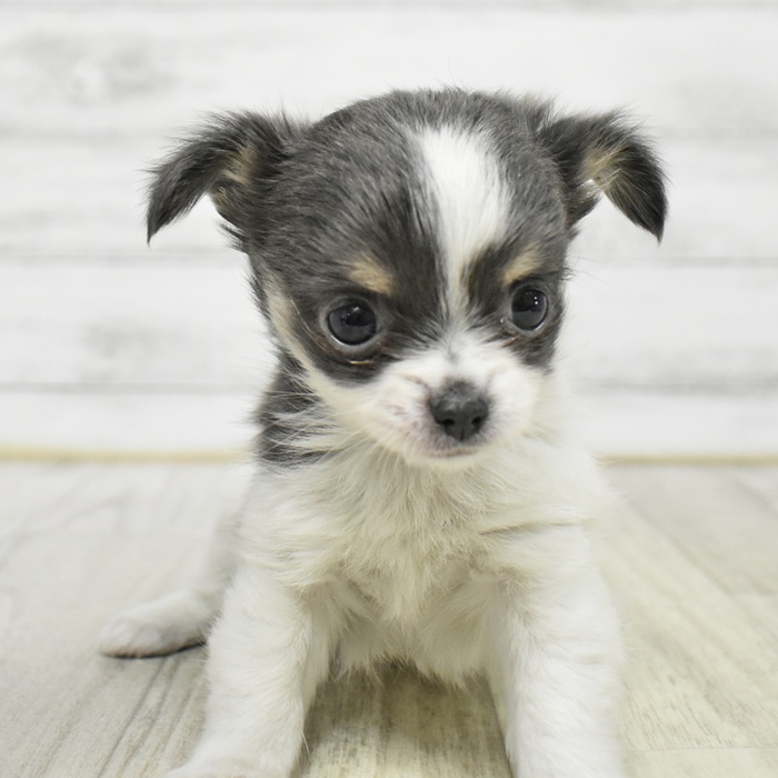 福岡県のチワワ(ロング) (犬の家＆猫の里トリアス久山店/2026年1月12日生まれ/女の子/ホワイトブルー)の子犬