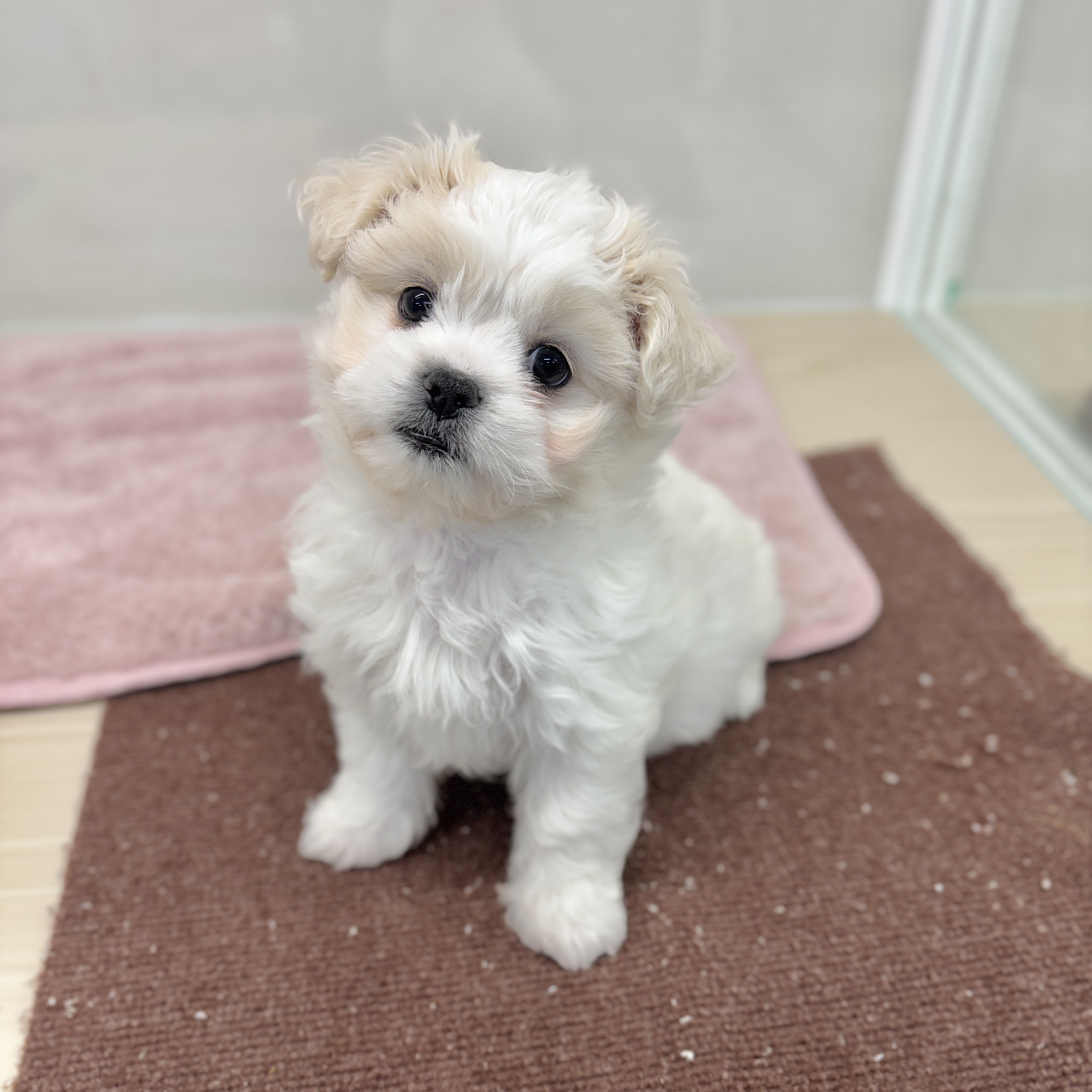 神奈川県のハーフ犬・ミックス犬 (犬の家＆猫の里相模原店/2026年1月10日生まれ/女の子/クリーム)の子犬の2枚目の画像