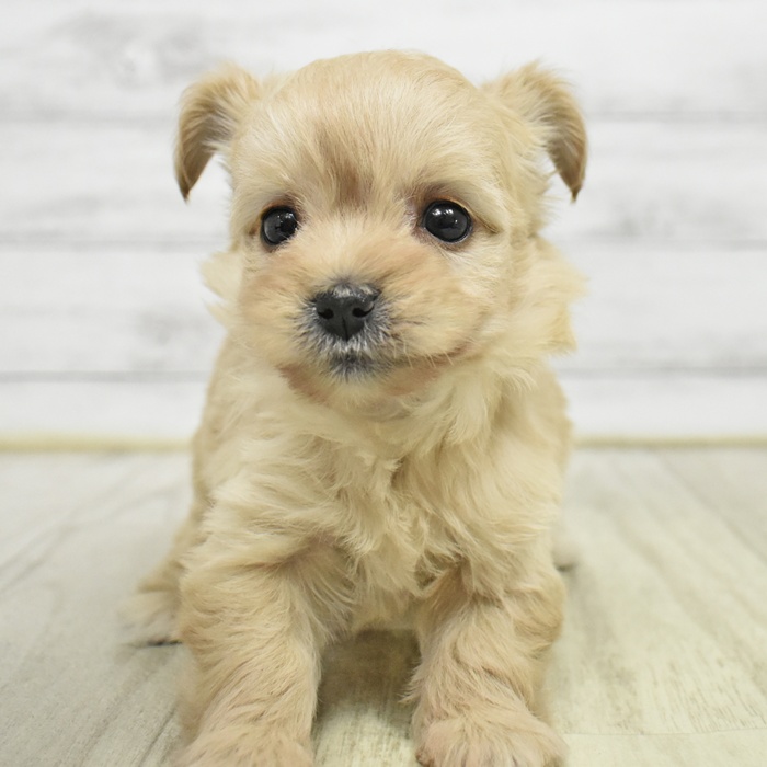 静岡県のチワプー/プーチー(チワワ×プードル) (犬の家＆猫の里プレ葉ウォーク浜北店/2026年1月13日生まれ/女の子/アプリコット)の子犬