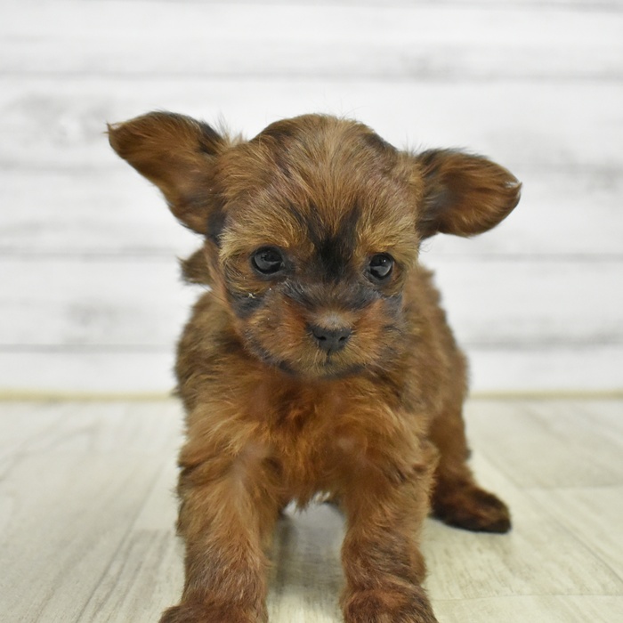 ハーフ犬女の子の写真