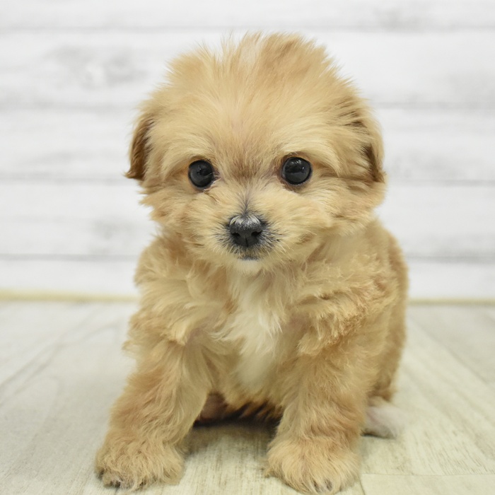 ハーフ犬女の子の写真
