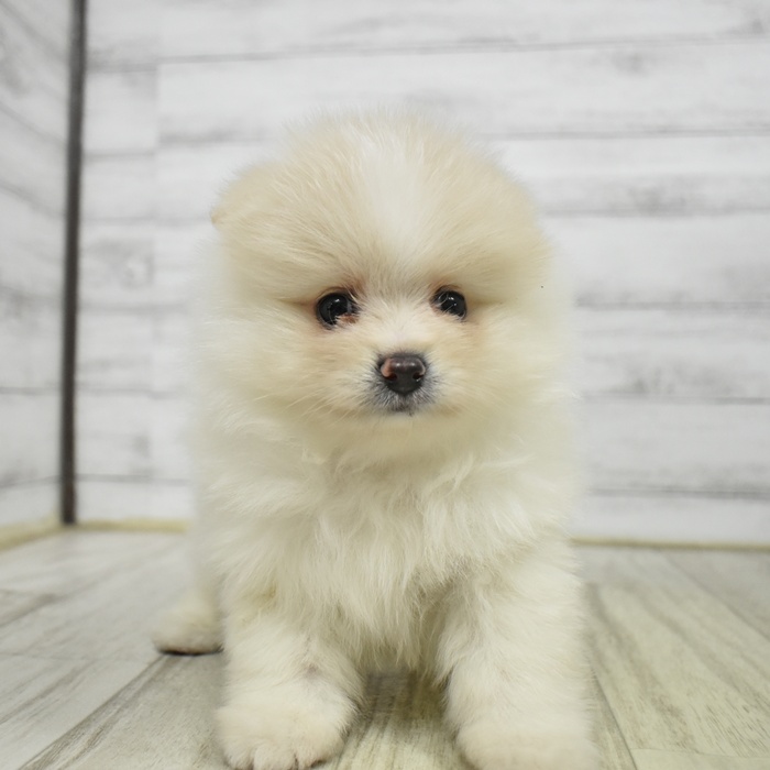 長野県のポメラニアン (犬の家＆猫の里塩尻店/2026年1月12日生まれ/男の子/クリームホワイト)の子犬