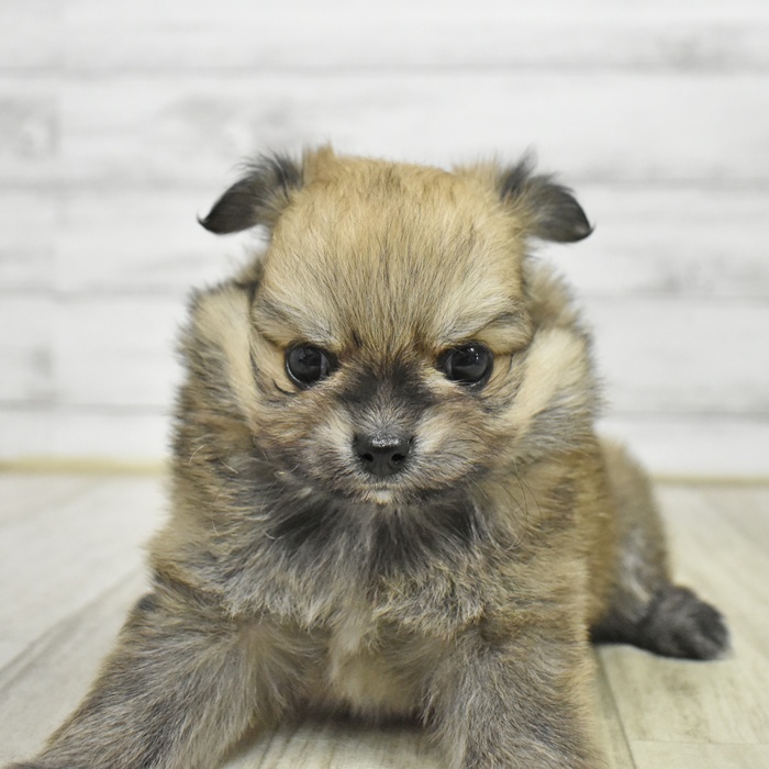 ハーフ犬女の子の写真