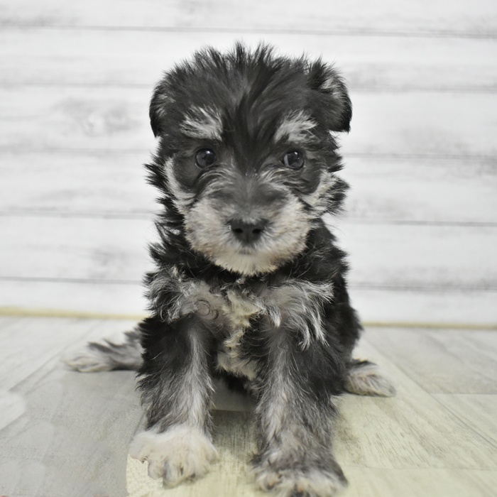 ハーフ犬女の子の写真