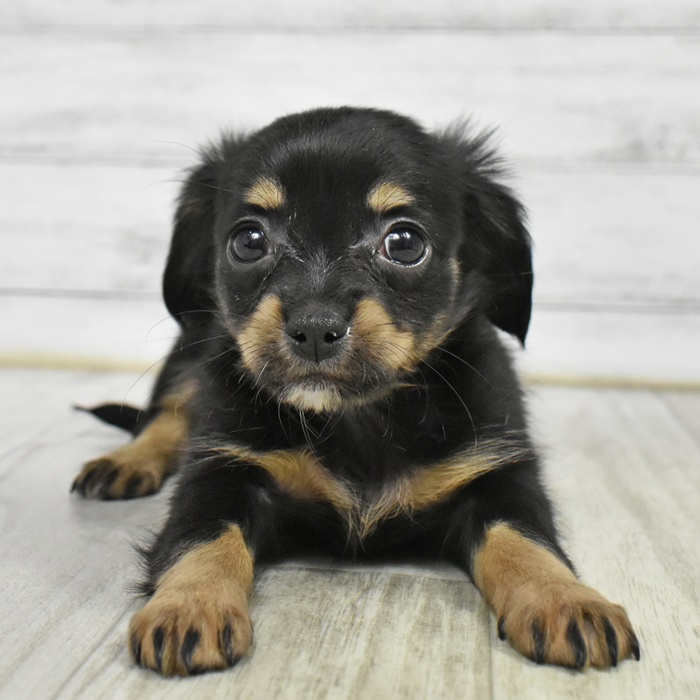 静岡県のチワックス(チワワ×ダックス) (犬の家＆猫の里プレ葉ウォーク浜北店/2026年1月12日生まれ/女の子/ブラックタン)の子犬