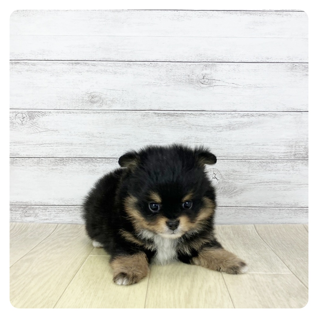 兵庫県のポメチワ/チワポメ/ポメチー(ポメラニアン×チワワ) (犬の家＆猫の里ゆめタウン姫路店/2026年1月13日生まれ/男の子/ブラックタンホワイト)の子犬