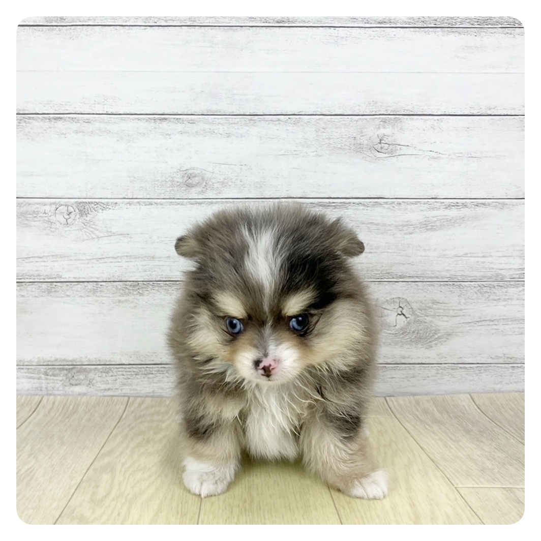 ハーフ犬男の子の写真