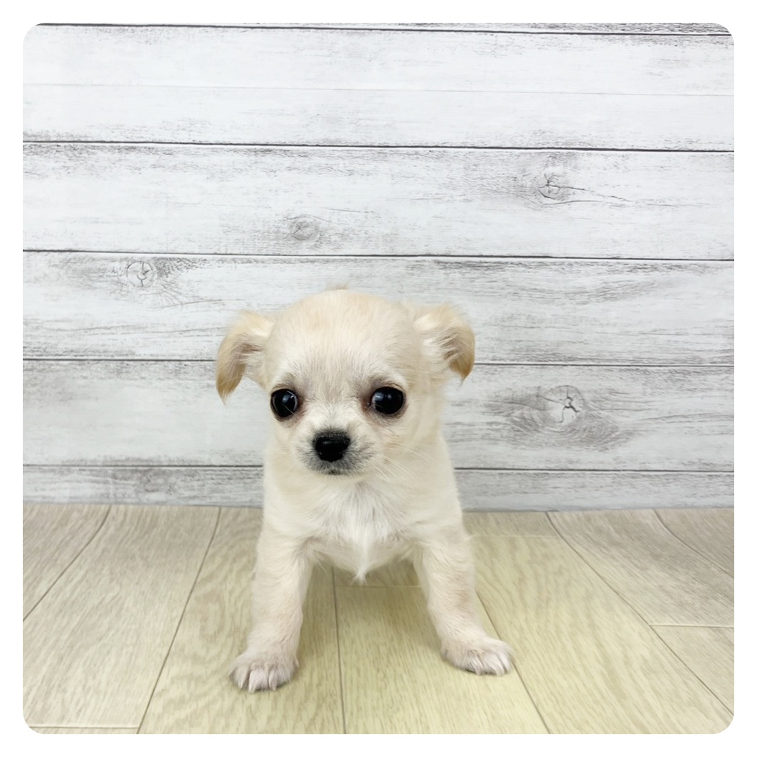 チワワ（ロング）女の子の写真