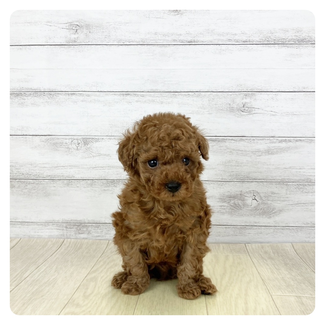 愛知県のトイプードル(トイ) (犬の家＆猫の里一宮店/2026年1月13日生まれ/男の子/レッドフォーン)の子犬
