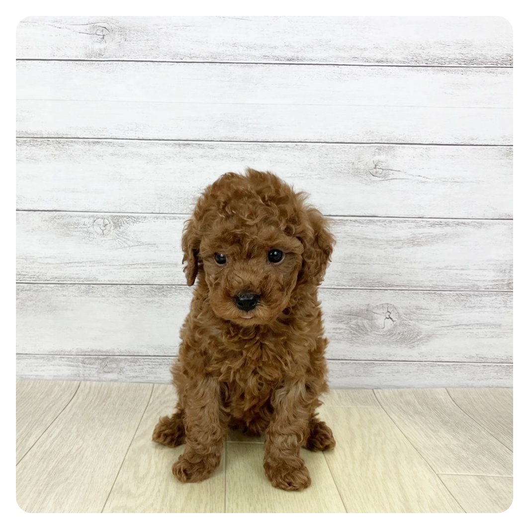 トイプードル男の子の写真