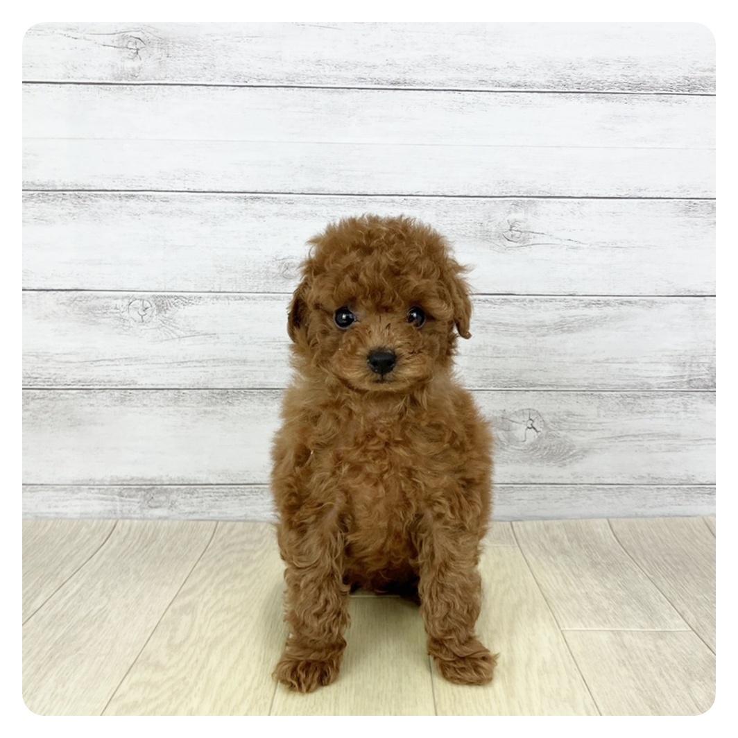 愛知県のトイプードル(トイ) (犬の家＆猫の里岡崎店/2026年1月13日生まれ/男の子/レッドフォーン)の子犬の4枚目の画像
